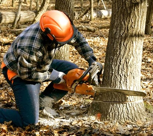Tree Removal in Frankfort, MI